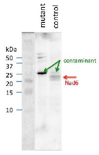 NAD6 | NADH-ubiquinone oxidoreductase chain 6 in the group Antibodies Plant/Algal / Mitochondria | Respiration at Agrisera AB (Antibodies for research) (AS15 2926)